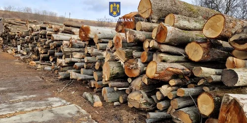 confiscări lemn 1 jpg
