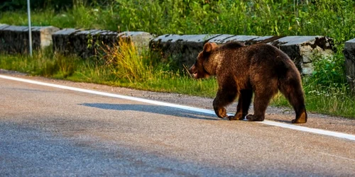 Urs in Romania FOTO Shutterstock