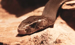 Șarpe veninos mamba negru / Foto: Unsplash.com