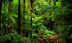 padure jungla australia shutterstock 752554921 jpg