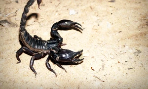 scorpion 931561 960 720 jpeg
