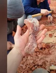 Fosila de dinozaur scoasă la iveală de ploile torențiale (© CAPPA/UFSM)