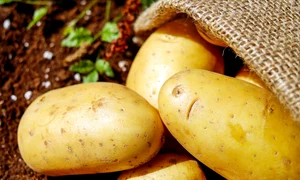 potatoes 1585060 1280 jpg