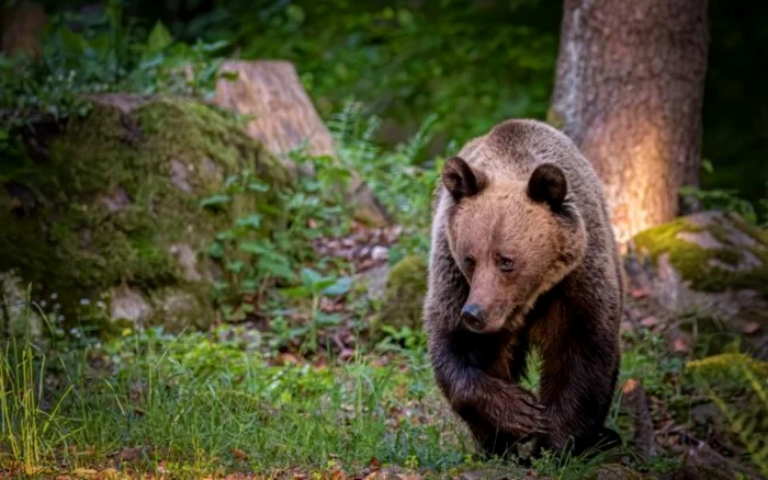 În Neamţ, ultimul atac al urşilor s-a consemnat acum două zile FOTO Adevărul.ro