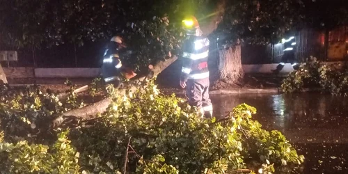 Copaci smulși din rădăcini și doborați de vântul puternic în județul Vâlcea Foto ISU Vâlcea