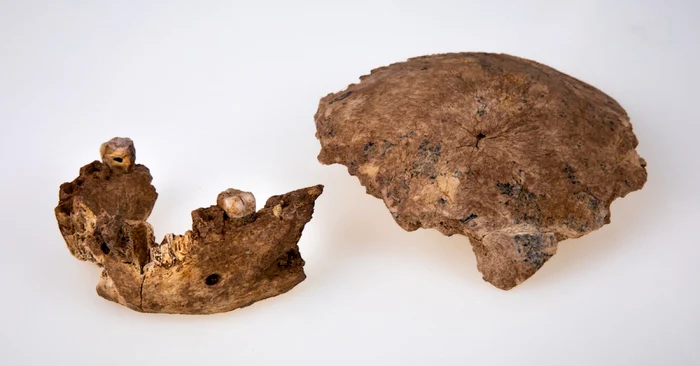 Mandibula şi osul parietal al Omului de la Nesher Ramla / FOTO Avi Levin and Ilan Theiler, Sackler Faculty of Medicine, Tel Aviv University