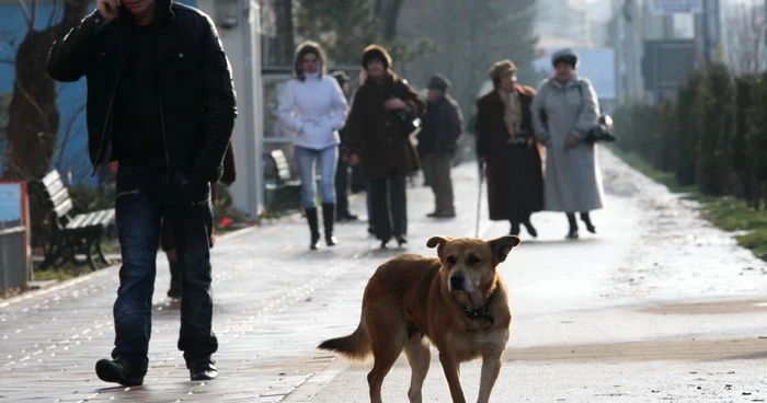 Plăgile produse de muşcătura animalelor trebuie curăţate, pentru a preveni complicaţiile FOTO Adevărul