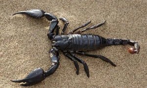 Scorpion jpg