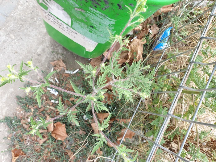 Chiar dacă terenul este arat și curățat, dacă nu se folosesc erbicide, planta crește la loc