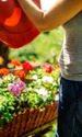 apa plante flori istock jpg