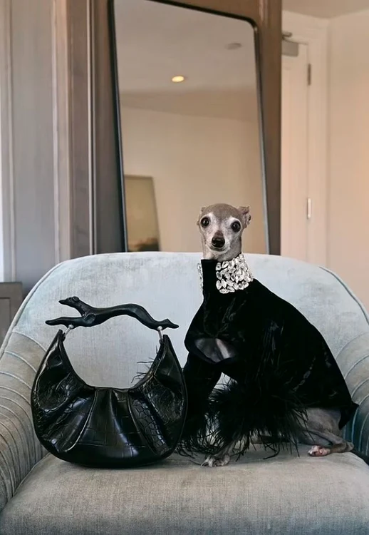 Tika este un câine foarte răsfățat (Foto: Instagram)
