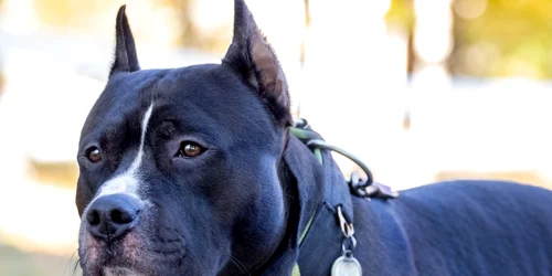Câine din rasa Amstaff FOTO Shutterstock