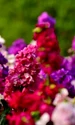 matthiola incana istock jpg
