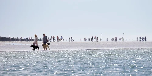 canicula mare plaja jpeg