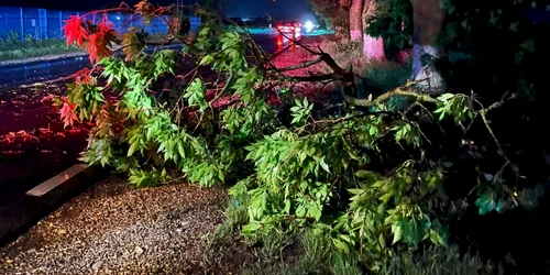 Crengi rupte şi copaci smulşi din rădăcină căzuţi pe carosabilul DN 64 în Drăgăşani - Vâlcea Foto ISU Vâlcea