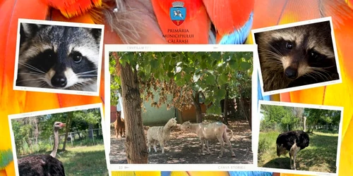 calarasi animale noi la ZOO FOTO Complex de Agrement Zoo Calarasi