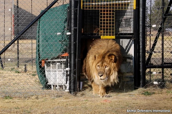 Leul Ruben, eliberat la Sanctuarul Adi Wildlife din Africa de Sud