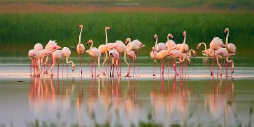 Flamingo FOTO Mircea Bezegheanu