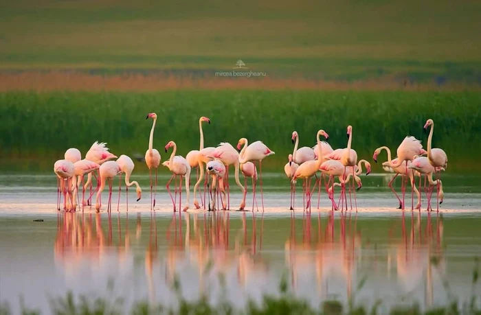 De ce nu rămân păsările flamingo în România - FOTO Mircea Bezegheanu 