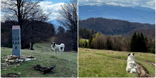 Câini pe Via Transilvanica Sursa grup Via Transilvanica Facebook jpg