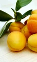 apricots 2523272 640 0 jpeg